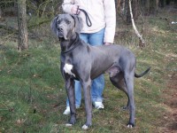 /album/fotogalerie-fremde-zuchtruden1/thyson-i-jpg1/